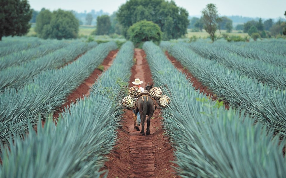 تکیلا (Tequila)