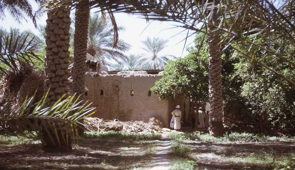 نخلستان در عمان
